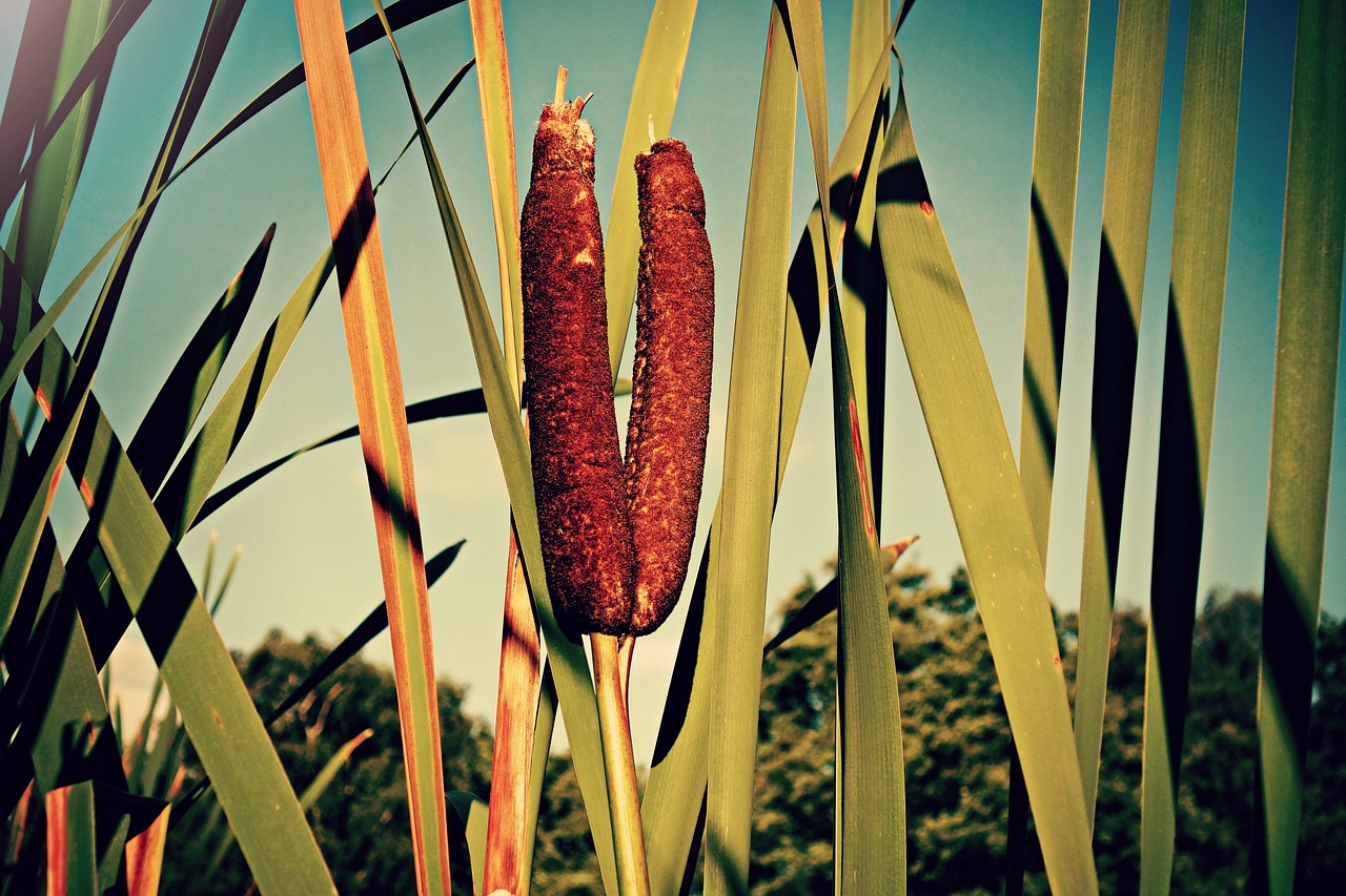 Best Plants for a Wet and Humid Climate Garden